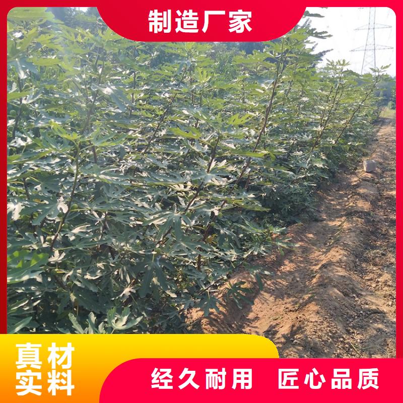 无花果樱桃苗颜色尺寸款式定制安装简单