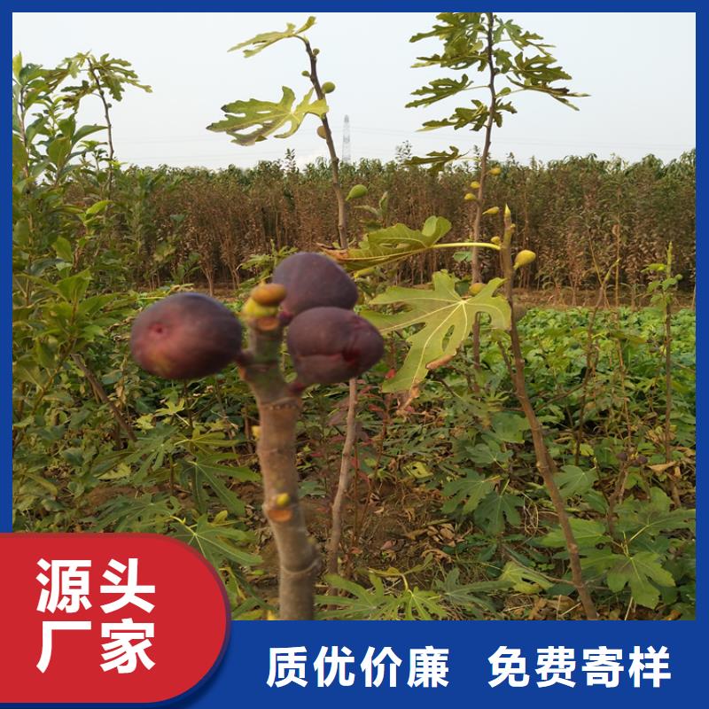 无花果奶油草莓厂家直营本地公司