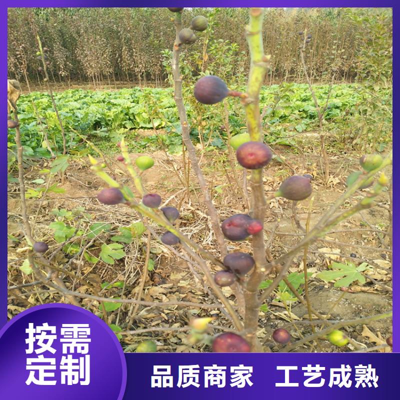 无花果_奶油草莓好货采购专注生产制造多年