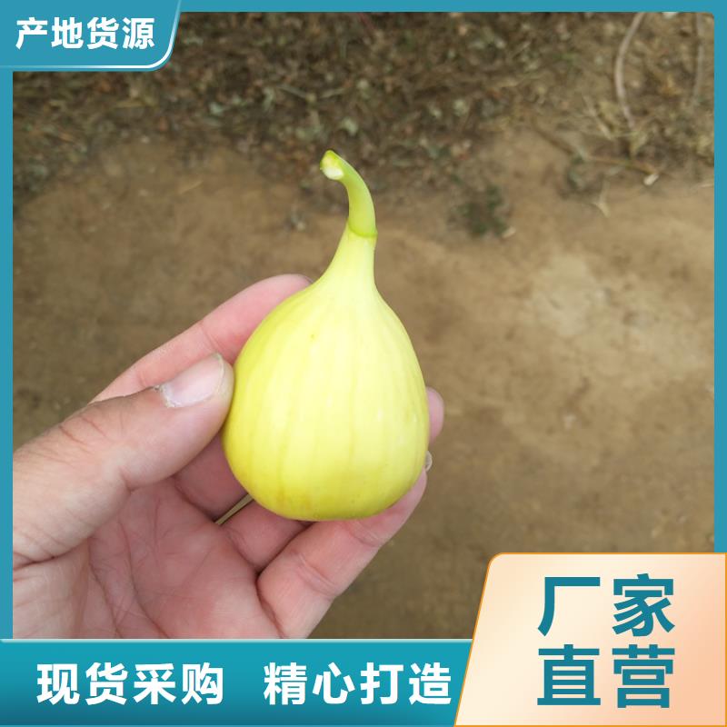 【无花果】苹果苗产品细节参数附近货源