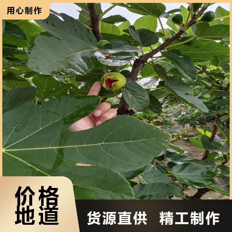 无花果苹果苗欢迎来电咨询厂家十分靠谱