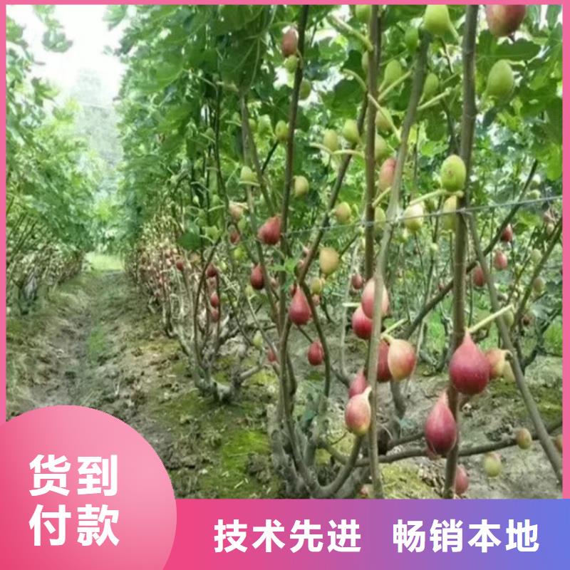 无花果桃树苗品质优良当地生产商