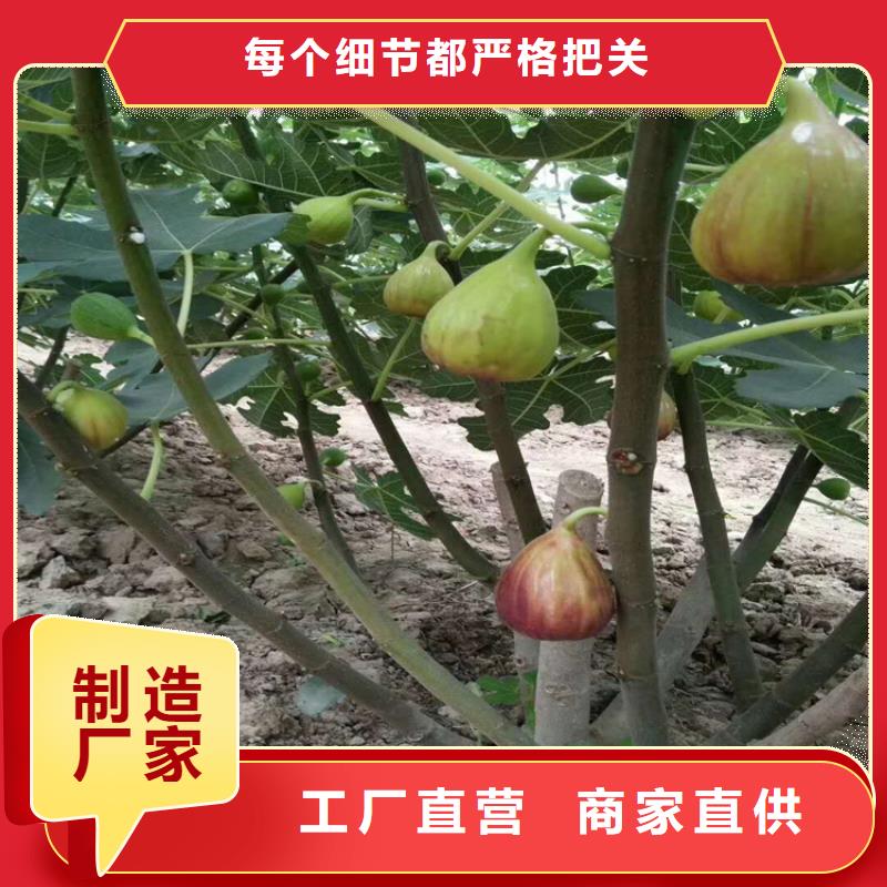 无花果_樱桃苗专业生产团队按需设计