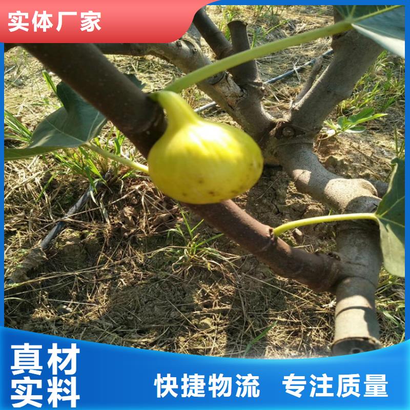 无花果樱桃苗生产加工生产经验丰富