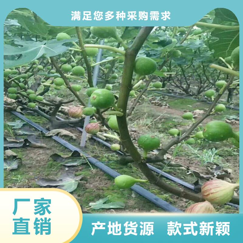 【无花果苹果苗制造生产销售】用品质说话