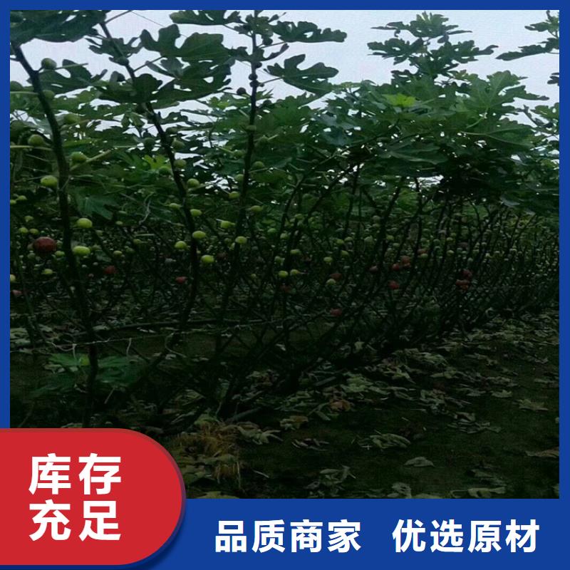 无花果无花果苗型号齐全当地生产厂家