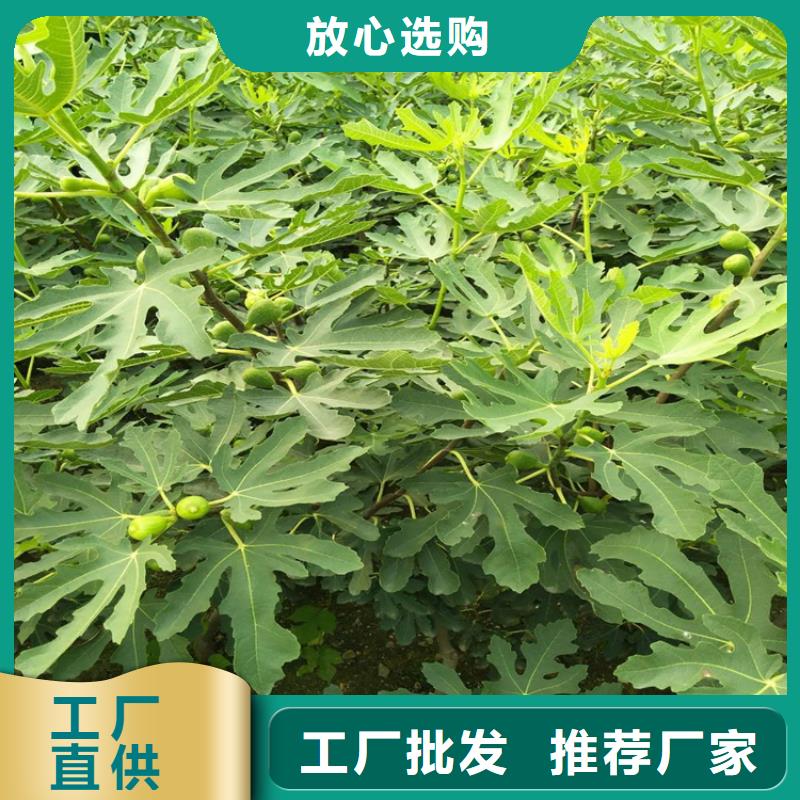 无花果苹果苗用心服务当地生产商