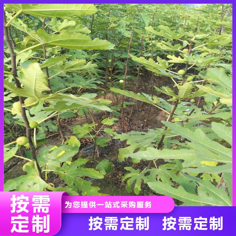 无花果【石榴树】品质卓越品质好才是硬道理