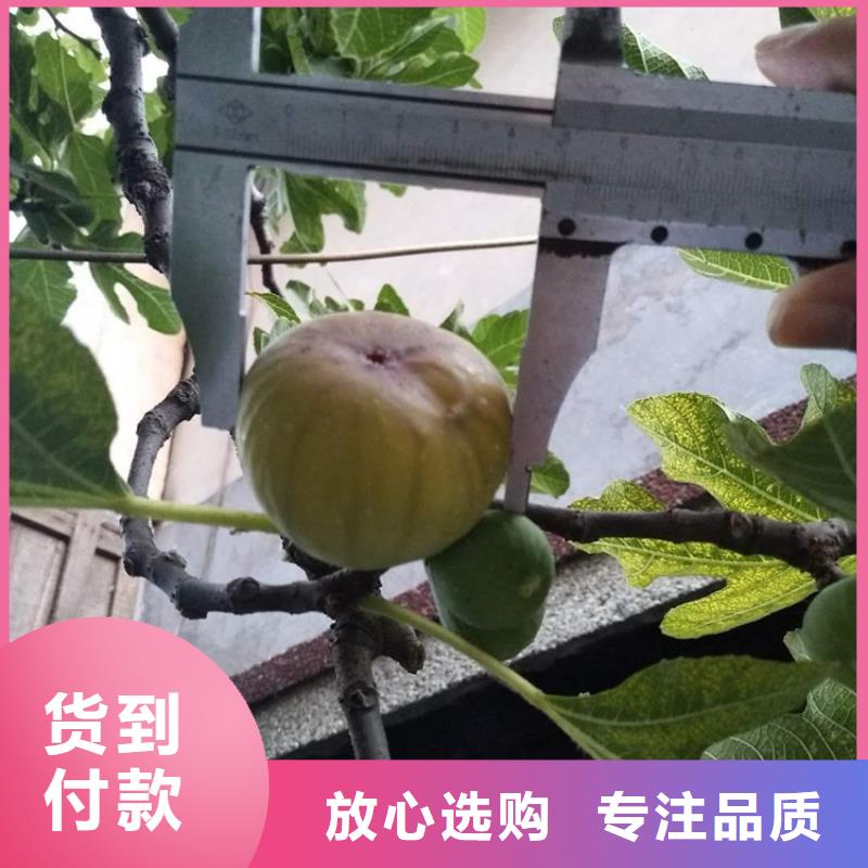 【无花果】樱桃苗真实拍摄品质可靠同城制造商