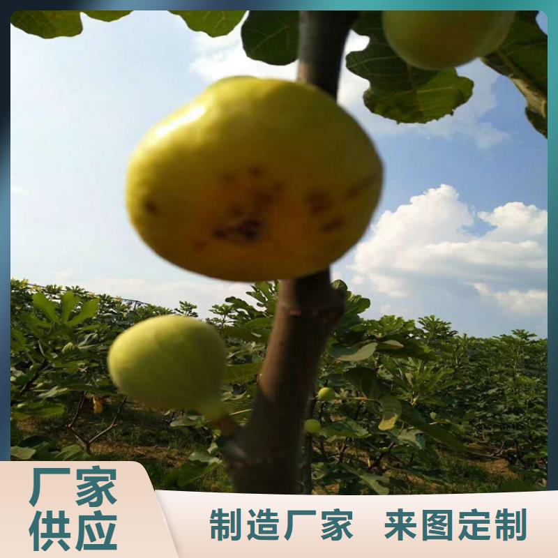 无花果葡萄苗货源直销优质工艺