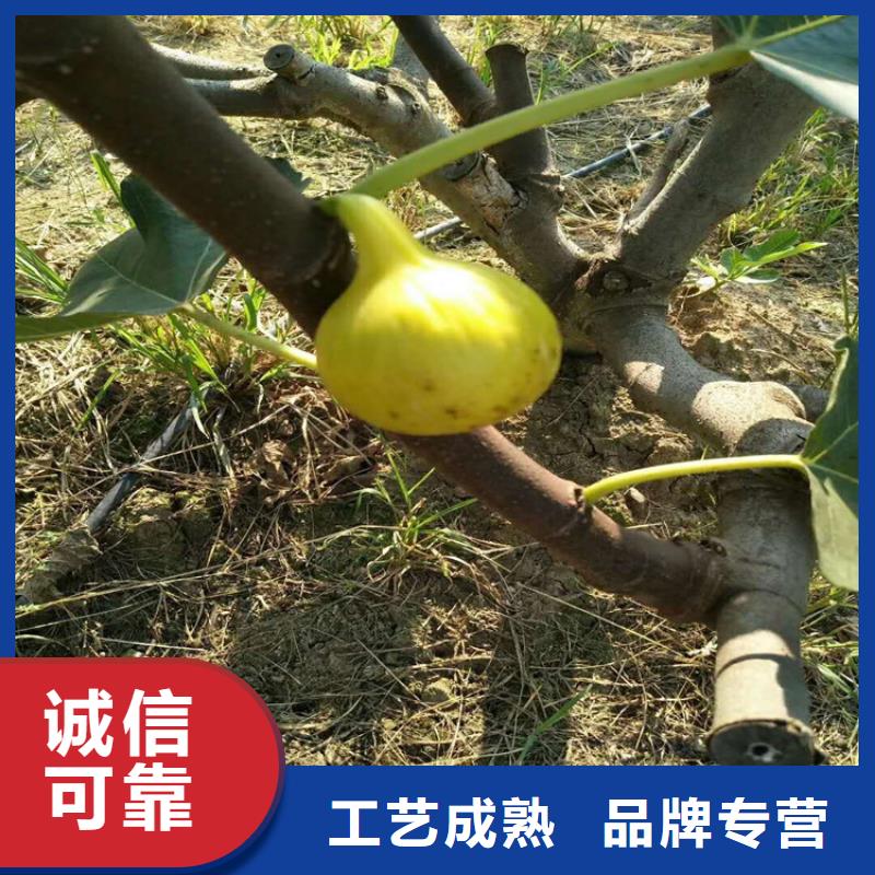 无花果苹果苗质量三包可定制