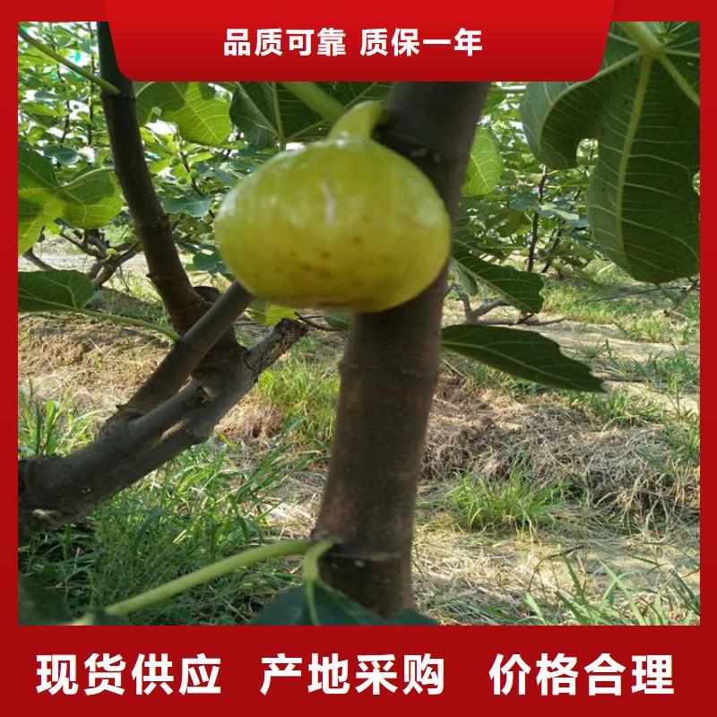 无花果_梨树苗快速报价诚信商家