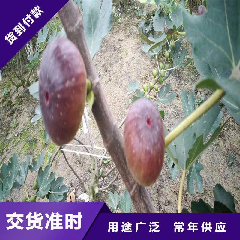 无花果石榴苗选择我们没错同城经销商