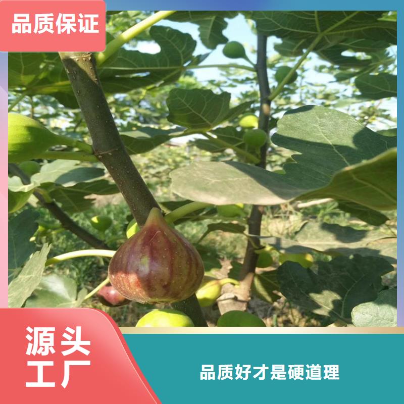 无花果桃树苗当地货源专业厂家