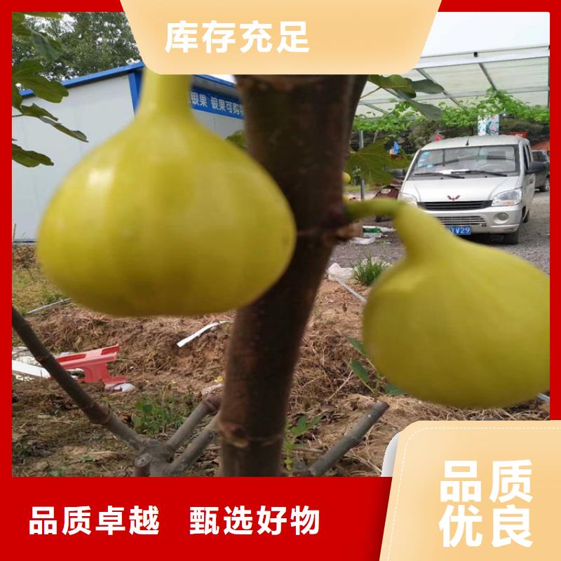 无花果【蓝莓苗】客户好评源头把关放心选购