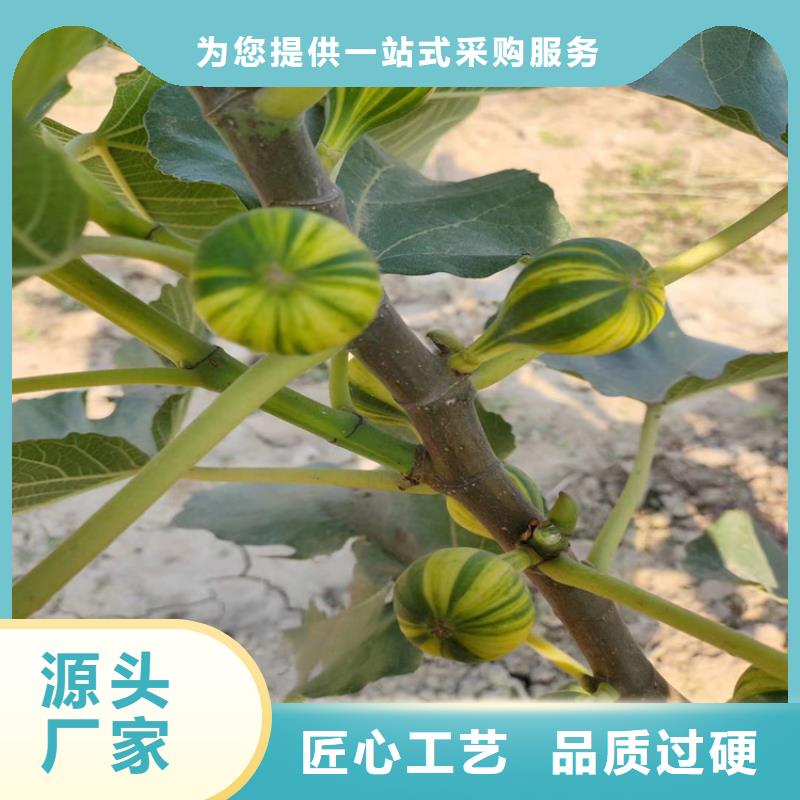 【无花果】,石榴树规格型号全产品实拍