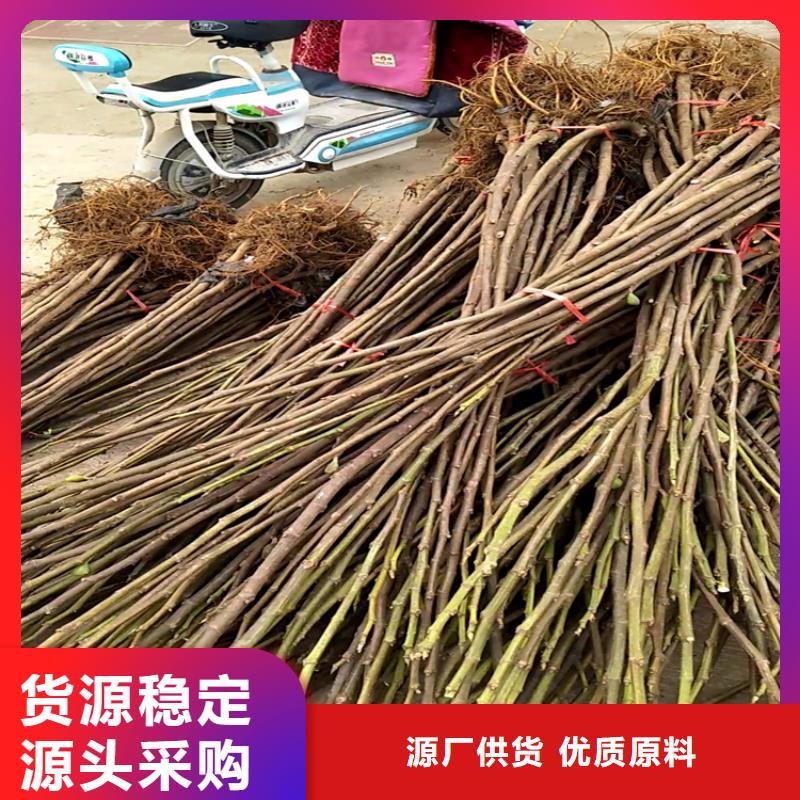 无花果苹果苗价格实在厂家批发价