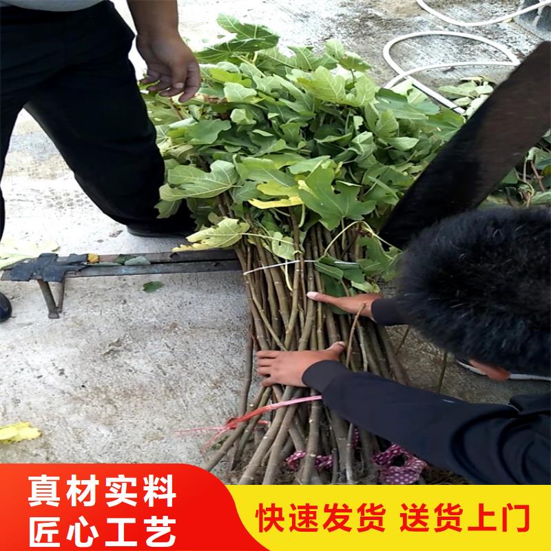 无花果无花果苗加工定制可放心采购