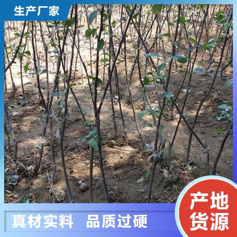 ​苹果-樱桃苗质量安心同城生产厂家