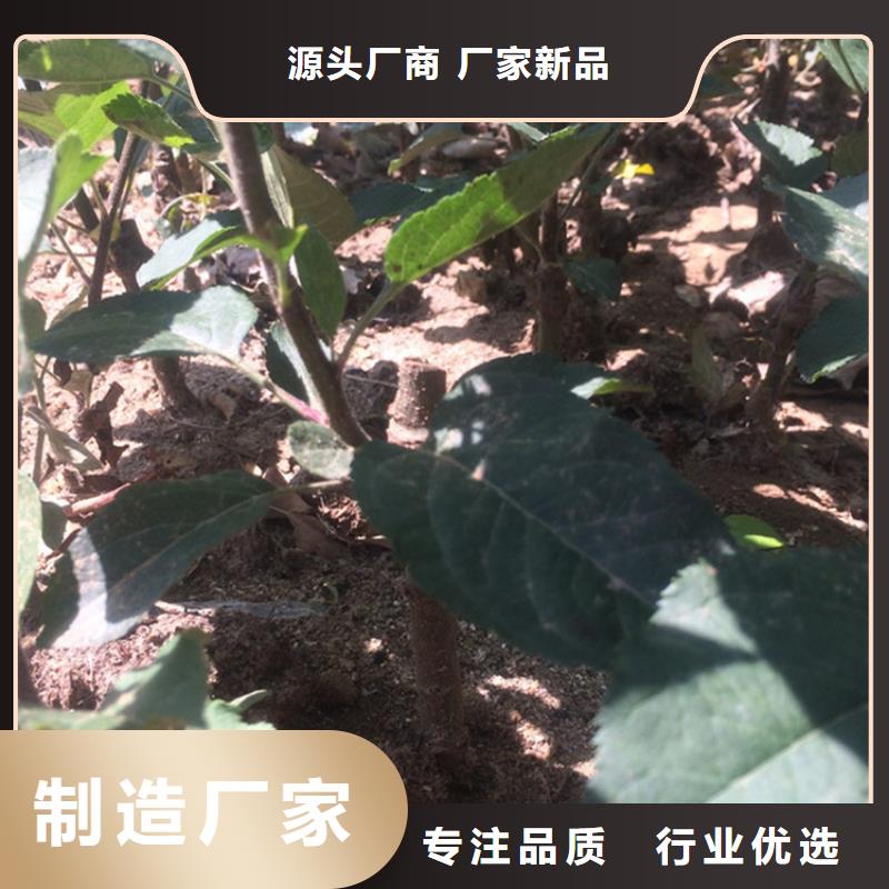 【苹果蓝莓苗应用领域】同城公司