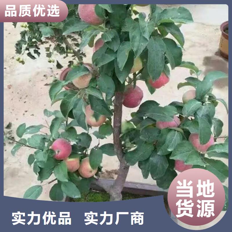 苹果【无花果苗】价格实惠工厂直供专注质量