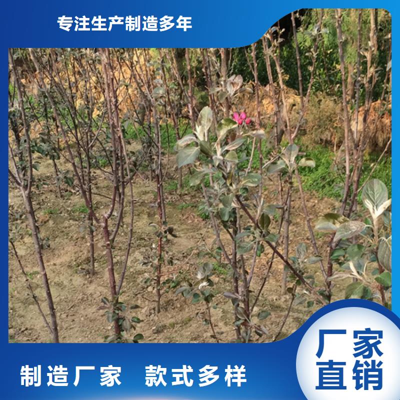 【苹果】,李树苗免费回电本地服务商