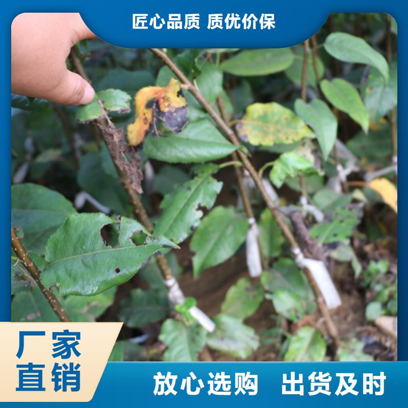 【苹果,无花果苗优良工艺】型号全价格低