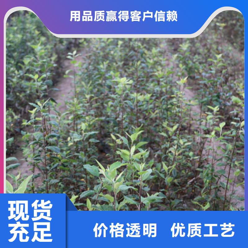 【苹果】桃树苗行业优选质量优价格低