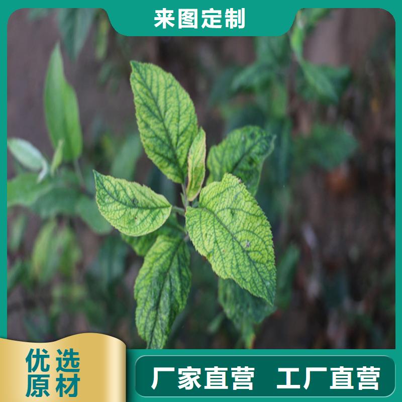 苹果_苹果苗应用领域快速物流发货
