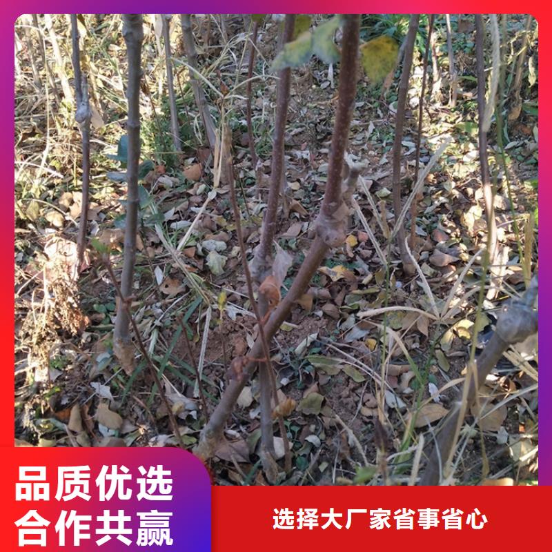 【苹果】-梨树苗畅销当地按需设计