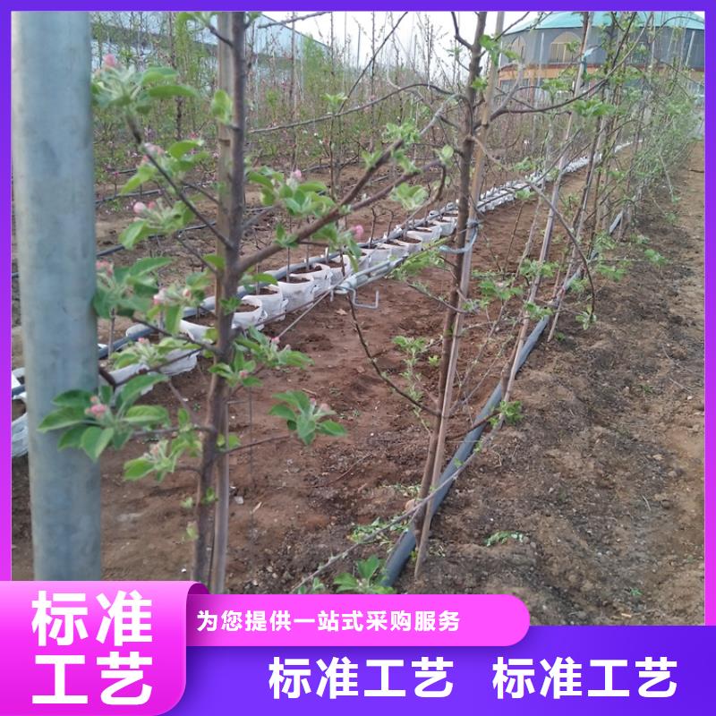 苹果_樱桃苗采购无忧同城生产商