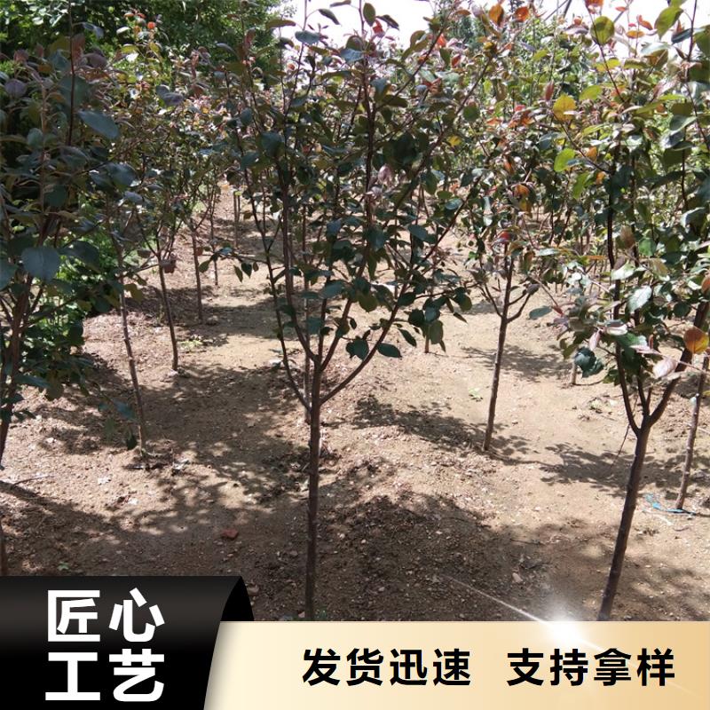 苹果,【蓝莓苗】海量现货直销一站式供应厂家