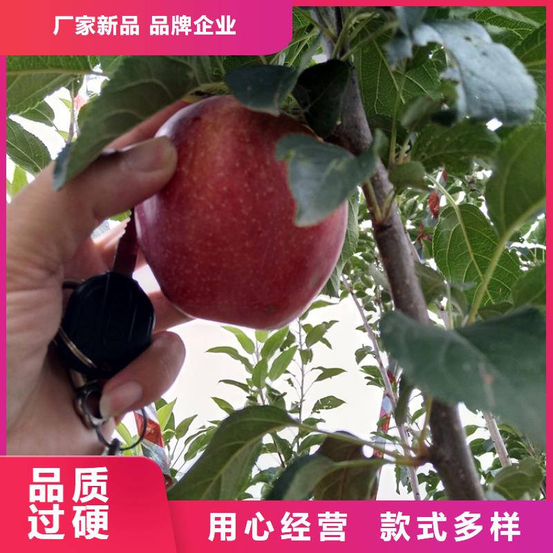 苹果_蓝莓苗用心做品质本地生产商