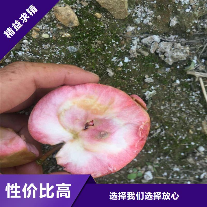 苹果石榴苗来电咨询拒绝中间商