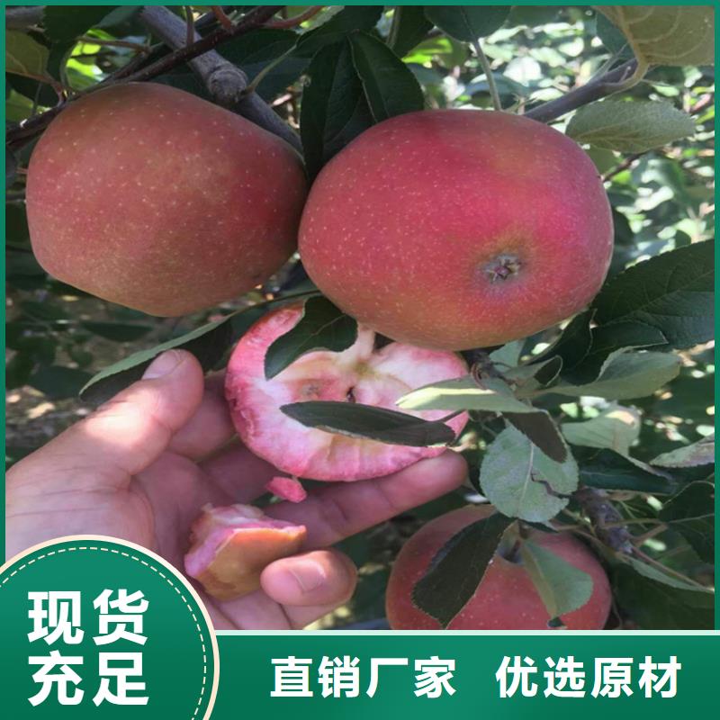 苹果无花果苗品质值得信赖本地货源