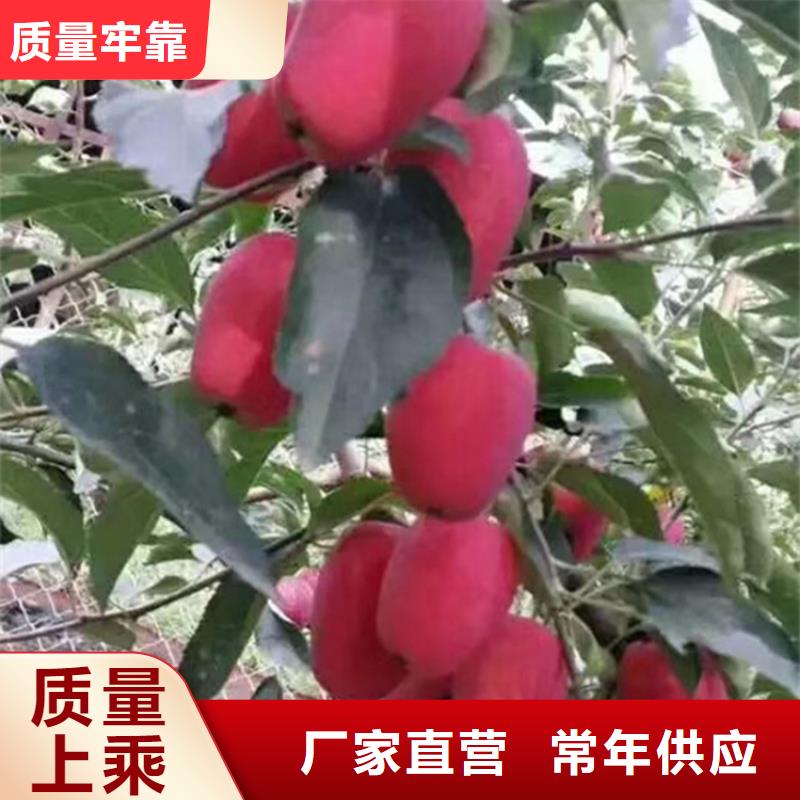 苹果,樱桃苗产地采购极速发货