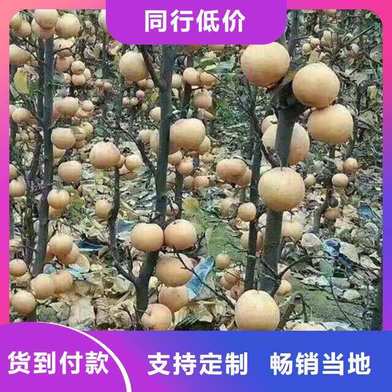 【梨树】_苹果苗源头厂家N年生产经验