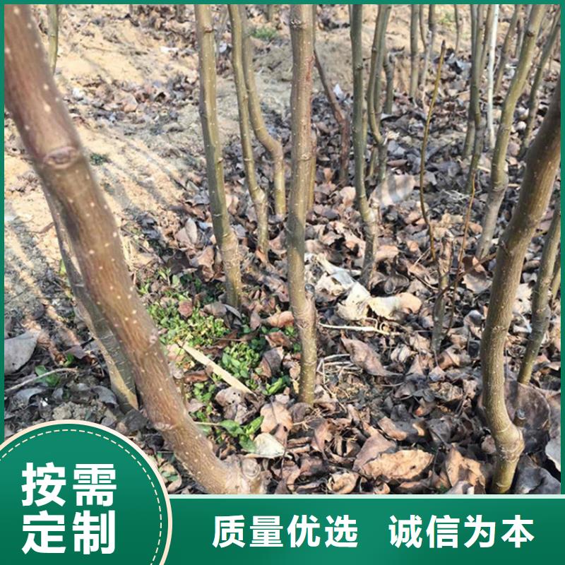 梨树苹果苗品质服务设备齐全支持定制