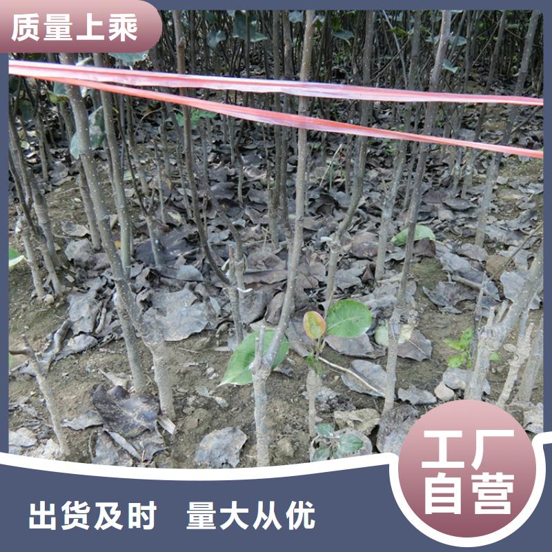 梨树苹果苗质量安全可靠本地供应商