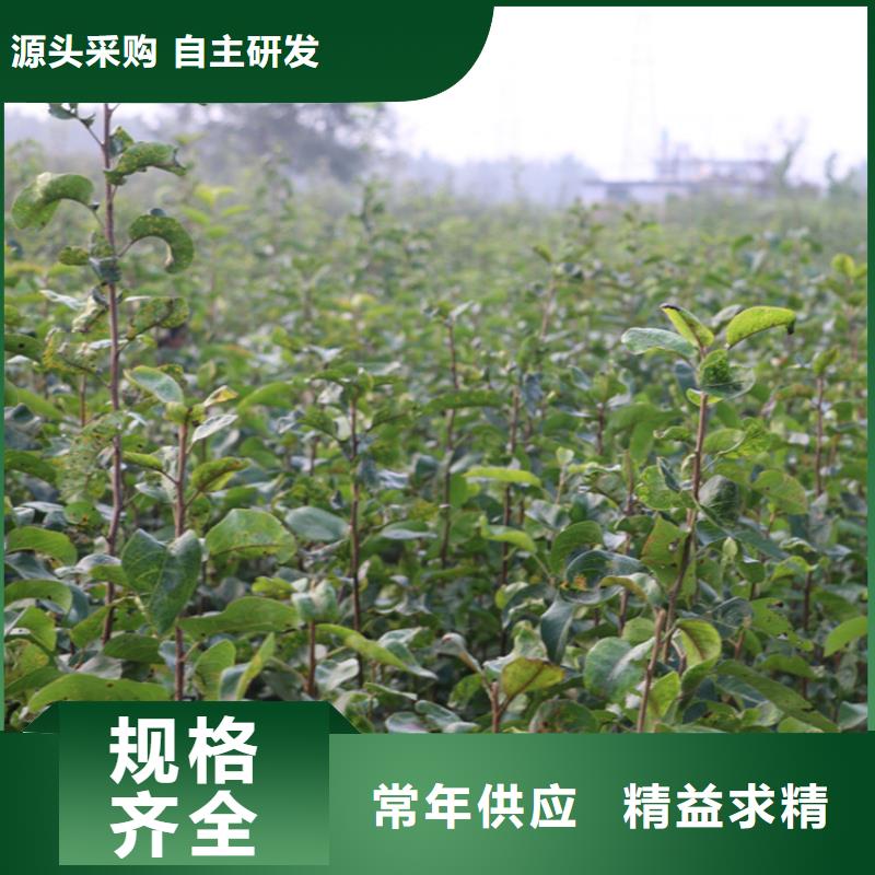 梨树苹果苗价格实惠工厂直供当地货源