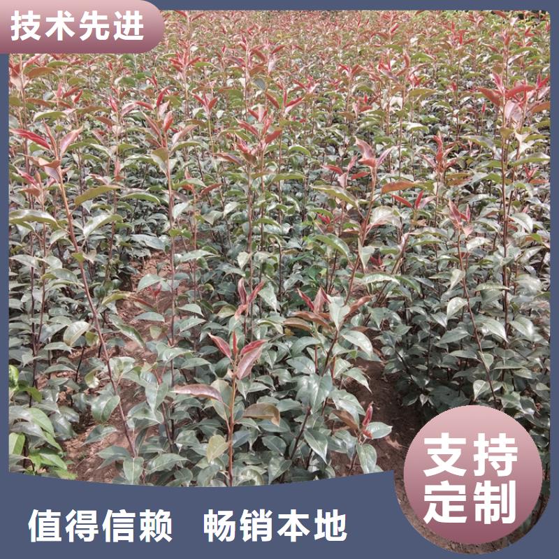 梨树樱桃苗精工细致打造品牌企业