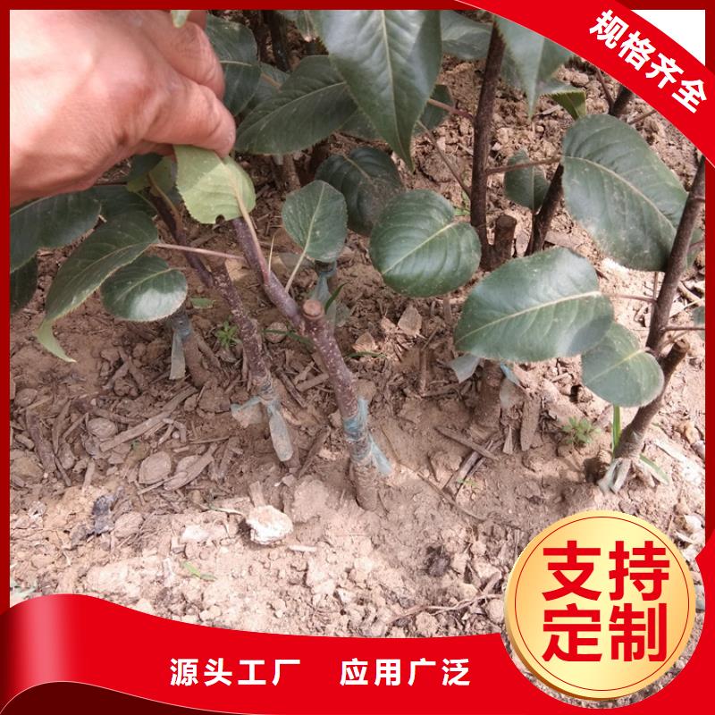 梨树樱桃苗严格把控每一处细节当日价格