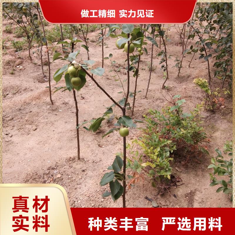 梨树无花果苗匠心工艺当地供应商