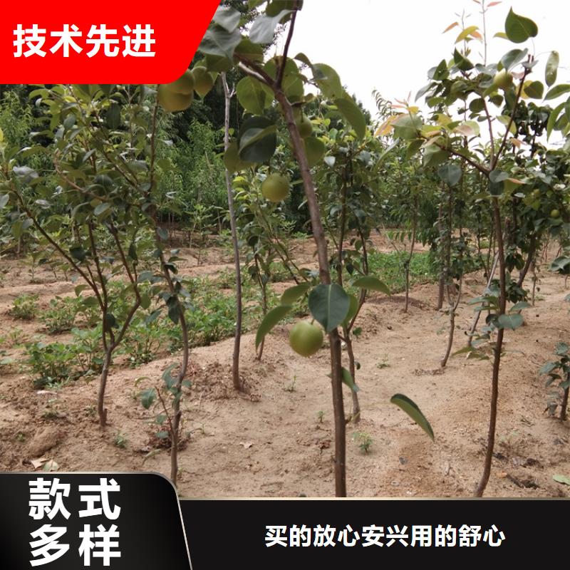 梨树板栗苗为您精心挑选专注生产制造多年