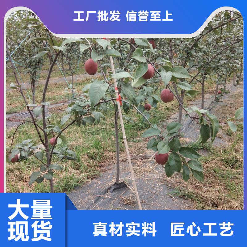 梨树樱桃苗物美价优款式新颖