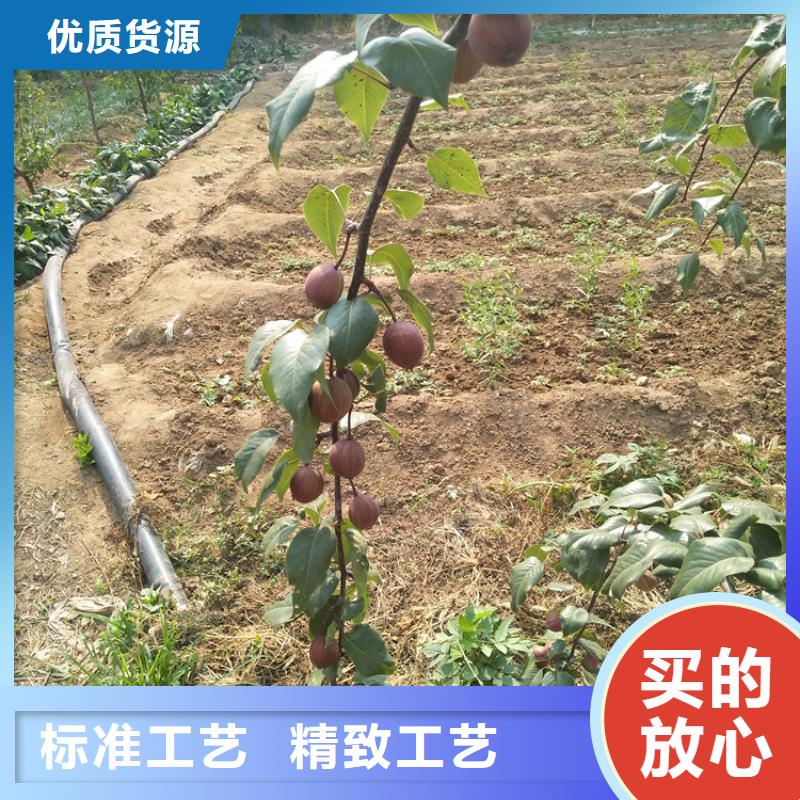 梨树葡萄苗专注细节专注品质现货交易