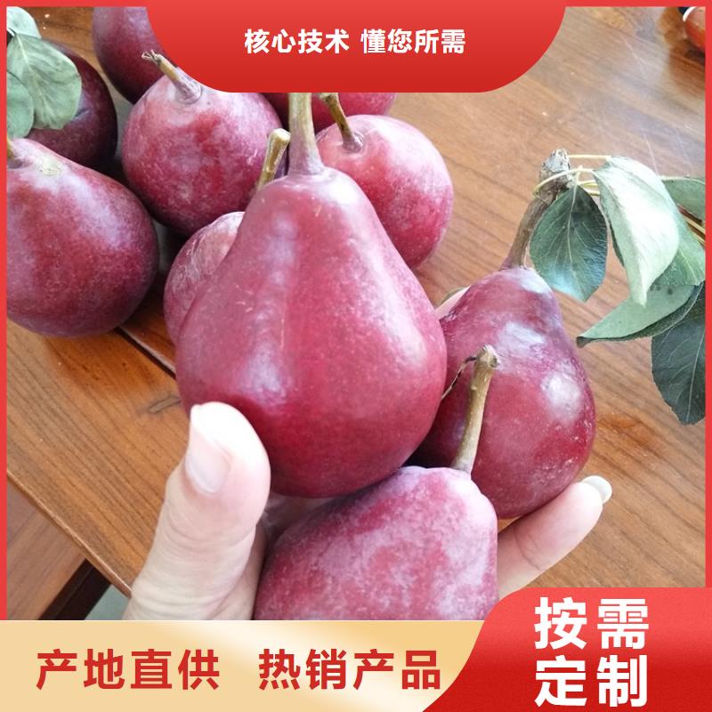 梨树杏树苗当日价格产地源头好货