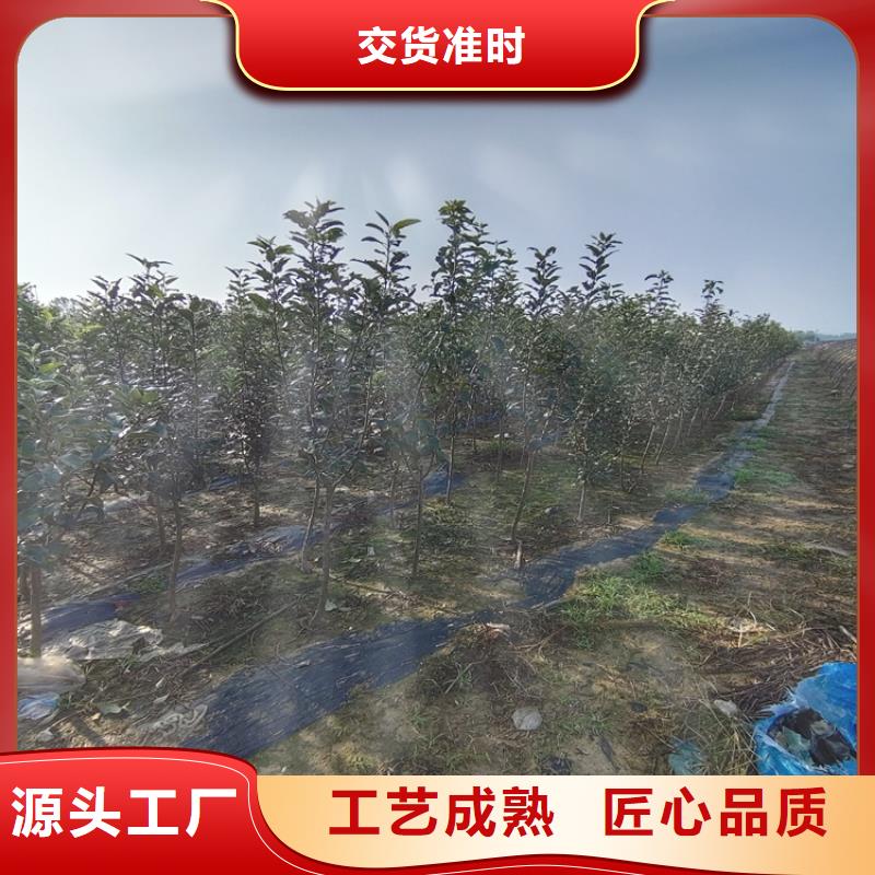 【梨树桃树苗工厂价格】同城供应商