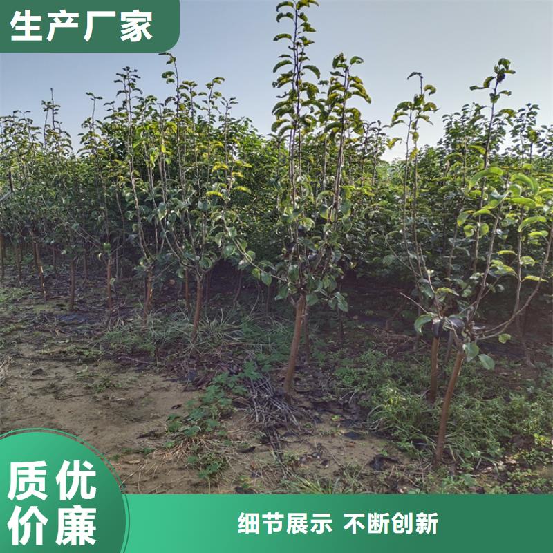 梨树-无花果苗诚信经营买的放心安兴用的舒心