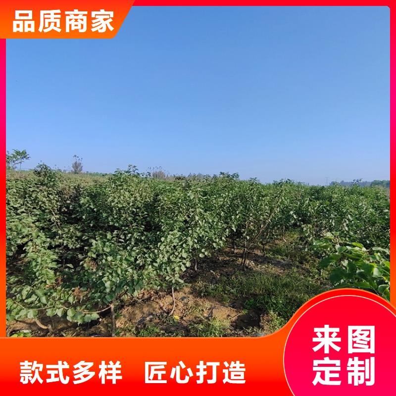 梨树无花果苗严格把控质量层层质检